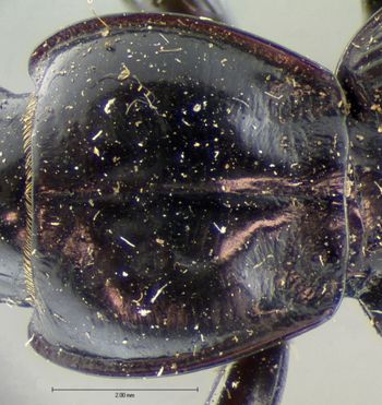 Media type: image;   Entomology 5633 Aspect: pronotum dorsal